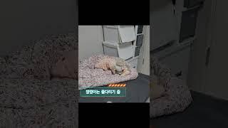우리집 강아지의 취미생활 두번째. (그래봤자 없다~!)