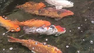 GOLDEN singing FISHES  поющие рыбы ЗОЛОТЫЕ РЫБКИ рыбы карпы