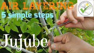 5 simple steps of air layering Jujube 100%    successful