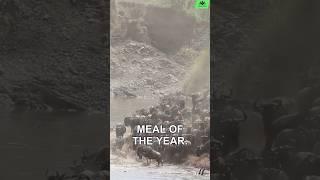Wonder why 1 Million Wildebeest Cross This Deadly River? 