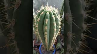 Validus #cactus #flowers #nature #echinopsis #gardening #cacti
