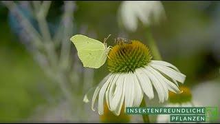 Naturnaher Garten