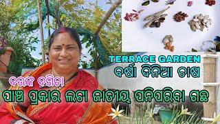 ପାଞ୍ଚ ପ୍ରକାର ଲଟା ଜାତୀୟ ପନିପରିବା ଗଛ || ବର୍ଷା ଦିନିଆ ଚାଷ ||Terrace Garden|| 5 grow Vegetables in rainy