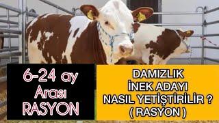 DAMIZLIK İNEK ADAYI NASIL BESLENMELİ ? | 6-24 ay Arası RASYON | DOĞRU ve EKONOMİK HAYVAN BESLEMEK ?