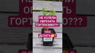 Что делать, если не успели обрезать гортензию до сокодвижения