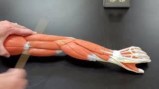 Professor Long 2401 Lab Muscles of the Arm