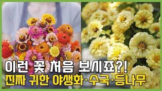 희귀한 야생화 도감 신품종 백일홍 수국 대품 등나무 총출동 대품할인이벤트 #가드닝 #정원 #정원꾸미기