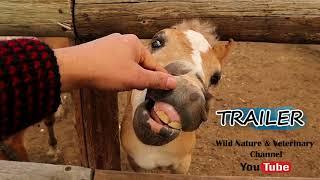 TRAILER Wild Nature & Veterinary | Wildlife Veterinarian | Exotics Animals, Reptiles & Insects