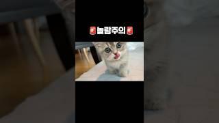 급발진 고양이 국수 #고양이 #먼치킨 #먼치킨고양이 #귀여운고양이 #아기고양이 #새끼고양이 #고양이키우기 #munchkin