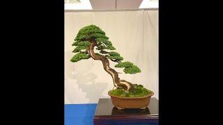 Australian National Bonsai Convention