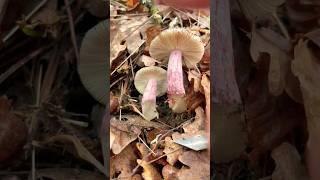 Сыроежка  Келе Russula queletii #Russula drimeia var queletiisardonia  queletii #flavovirens #гриб