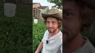 Why You Should Grow A Clover Lawn