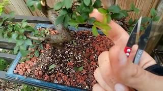 Styling Chinese Elm Bonsai Trees