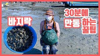 당진 해루질 포인트 석문방조제 바지락 30분만에 만통하는 꿀팁 manila clam on the beach