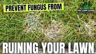 Follow These EASY STEPS To Prevent Lawn Fungus!