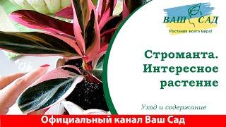 Строманта. Очень интересно. Ваш сад