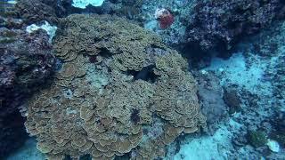 Scuba diving in Maya Bay, Ko Phi Phi Lee Island, Thailand--Cute Moray Eel