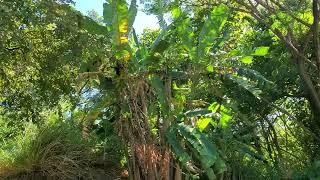 Monkeys, Hacienda El Viejo Wildlife Observation Boat Tour, Guanacaste, Costa Rica