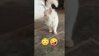 #funny #cat #kitten #pets #animals #veterinary #vetinfo #veterinary #treatment #shortvideo