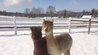 Winter at Bluebird Farm Alpacas!