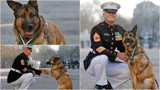 Wounded military dog awarded highest war medal in US