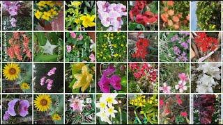 21 FLOWERS EASILY GROW IN OUR GARDEN, HOW MANY DO YOU KNOW? | theresa ofw