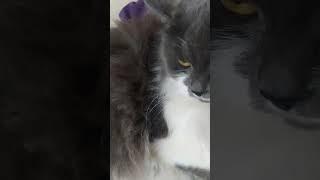 кошки #katha #cats #catlover