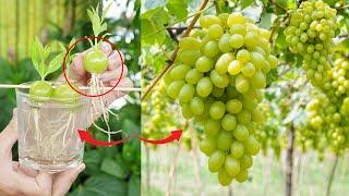 Grow grapes with styrofoam for super big grapes