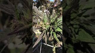 POP SMOKE - PURPLE PINEAPPLE SKUNK from Ontario Canada almost time to take this beauty down!!!!!