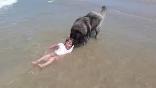 Caucasian Shepherd Dog saves little girl from the wave