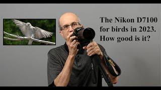 The Nikon D7100 for birds in 2023. How good is it?