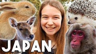 Japan's Animals! (Cute Animal Japan Travel Vlog)