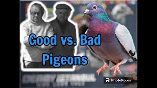 Unraveling the Mystery: What Happens to Pigeons that Go Missing During Races?