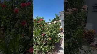 Мой сад #youtube #video #life #beautiful #flowers #garden #music #shorts