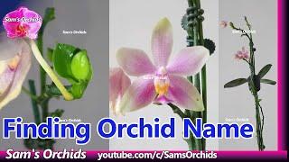 Finding orchid name of a 3-species Phalaenopsis hybrid (equestris, violacea, bellina)