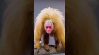 "Red-Faced Uakari: The Playful Primate "