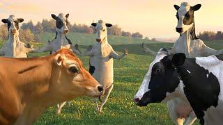 FUNNY COW DANCE 4 │ Cow Song & Cow Videos 2024