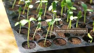 How to plant and grow cucumber