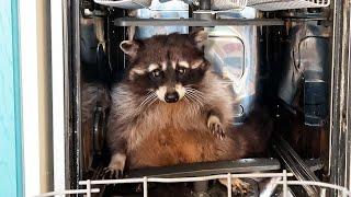 Raccoon is looking for a malfunction in the dishwasher