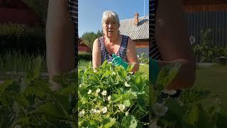 Как получить сладкую и урожайную клубнику?  #клубника #урожай #садоводство #огород #ягоды #советы