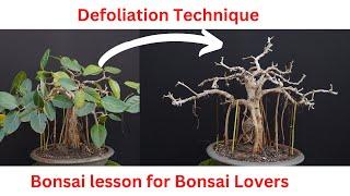 How to Make Banyan Bonsai ? Defoliation Technique
