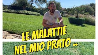 Malattie fungine nel mio tappeto erboso a luglio