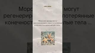 Невероятный факт о морской звезде
