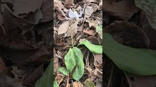 보기 귀한 #흰얼레지 #보랏빛얼레지 #차이점 #숲의언어