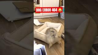 Puppies have strange errors #dog #shorts #puppy