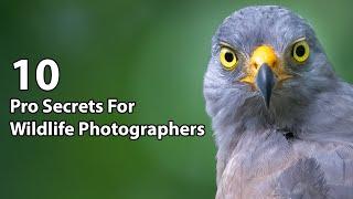 10 Pro Secrets For Wildlife Photographers