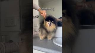 How I brush my Pomeranian  #dog #pomeranian