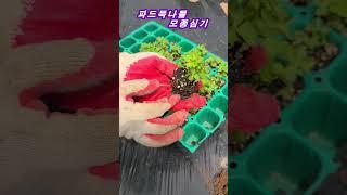파드득나물 모종 심기