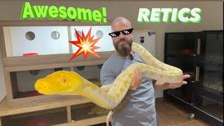 Reticulated pythons, and more Reticulated pythons!!!