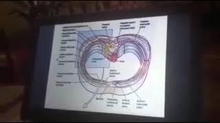 Intercostal nerves and vessels